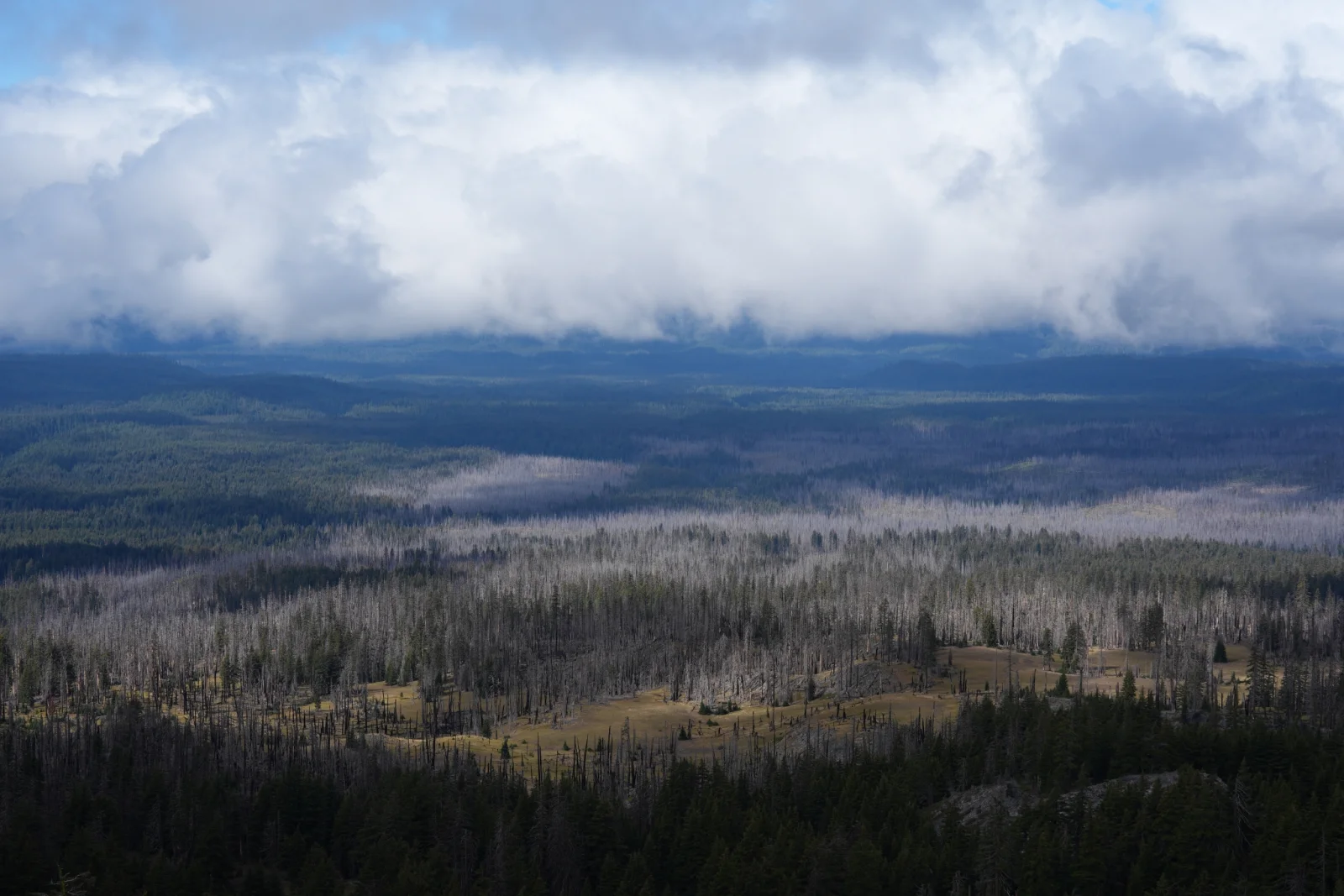Krajobraz USA — detale drzew, głębia pola