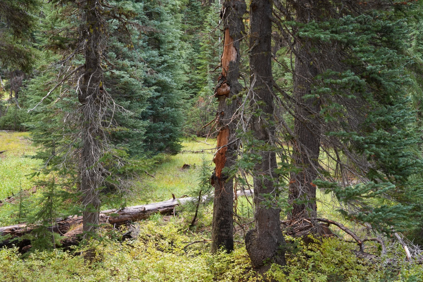 Las — ewolucja AWB, naturalna biel