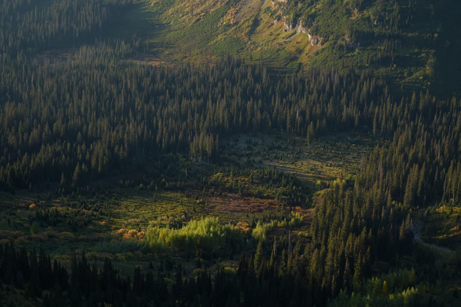 Krajobraz USA — detale lasu, długa ogniskowa