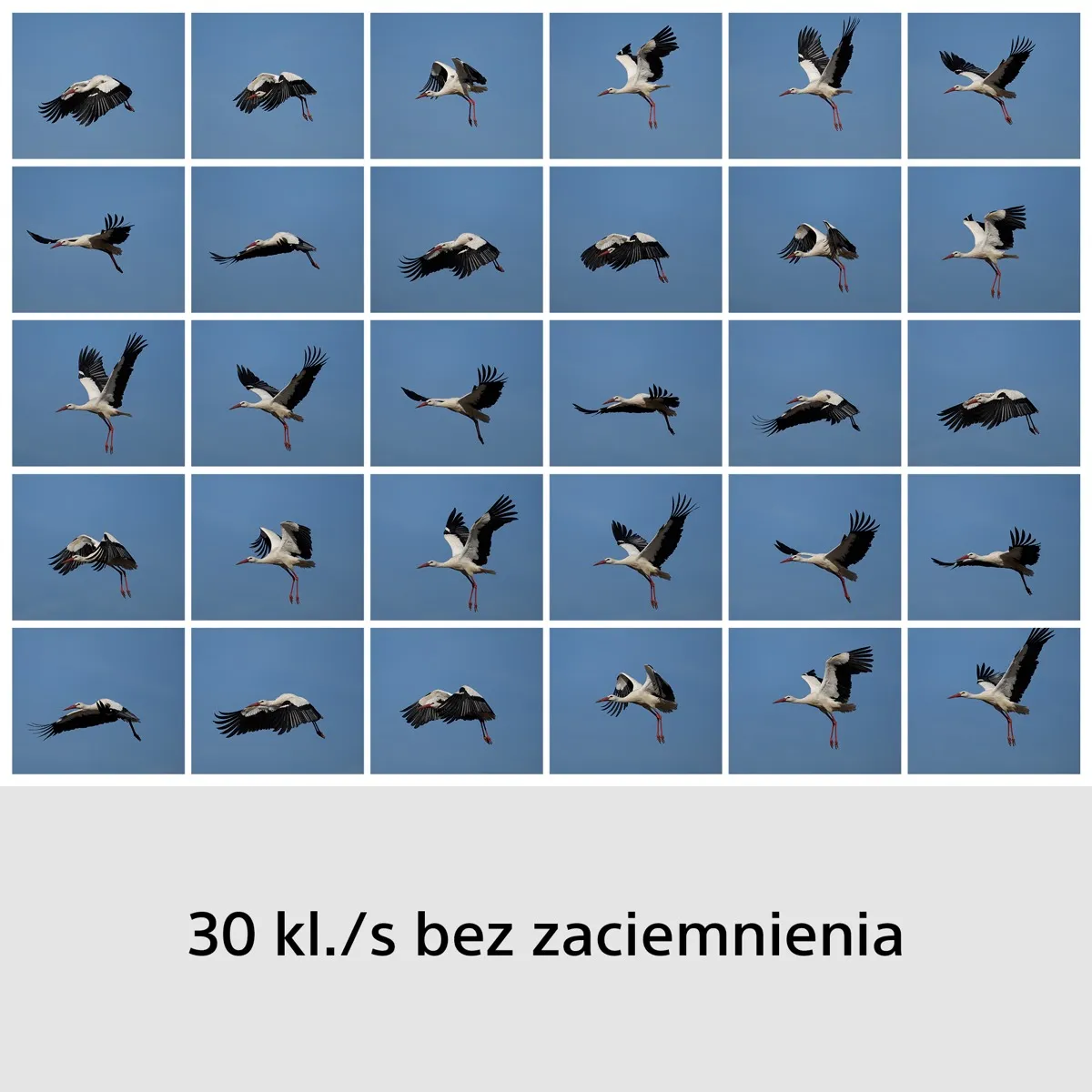30 kadrów bociana w locie — serie RX10 V