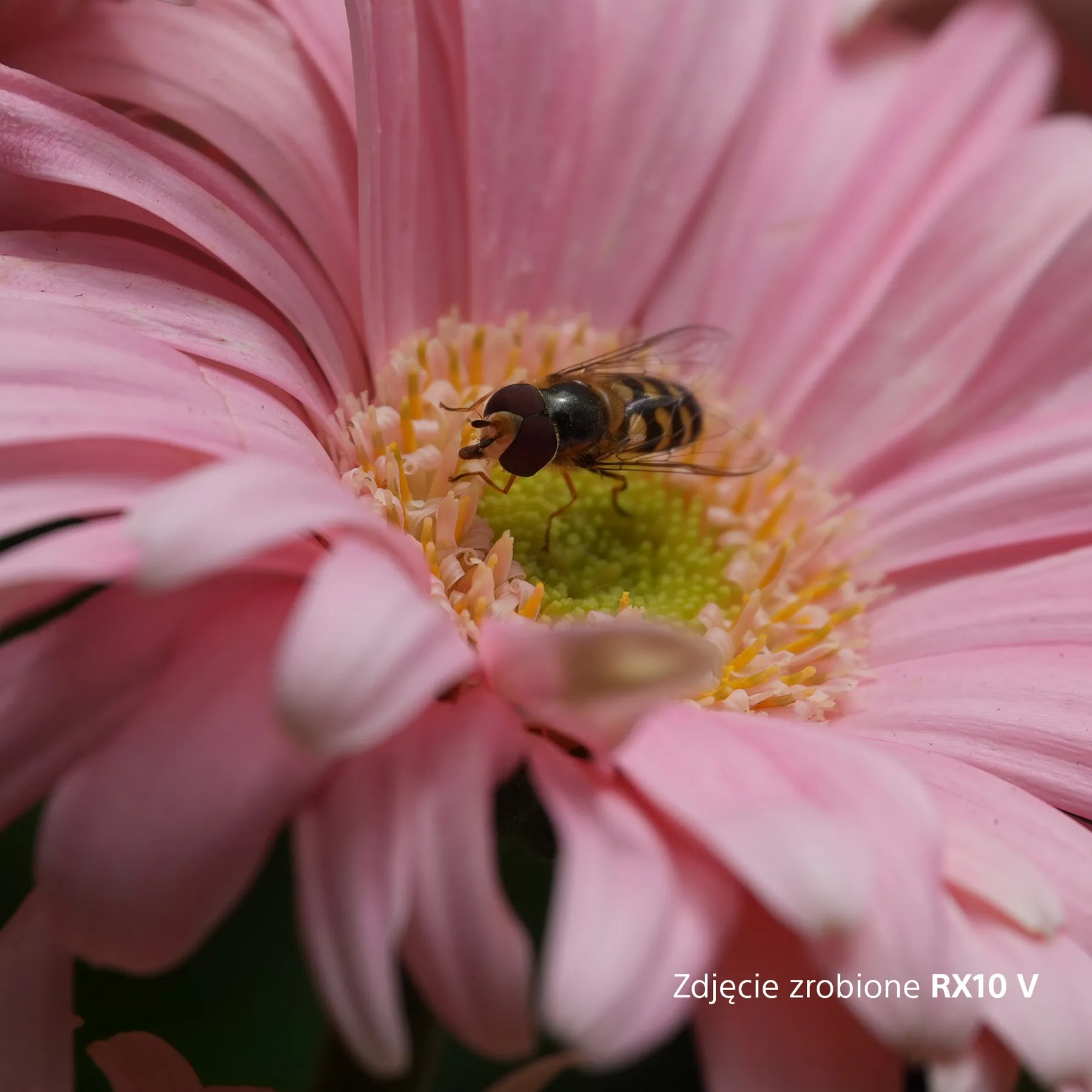 Makro bzyga na gerberze — RX10 V