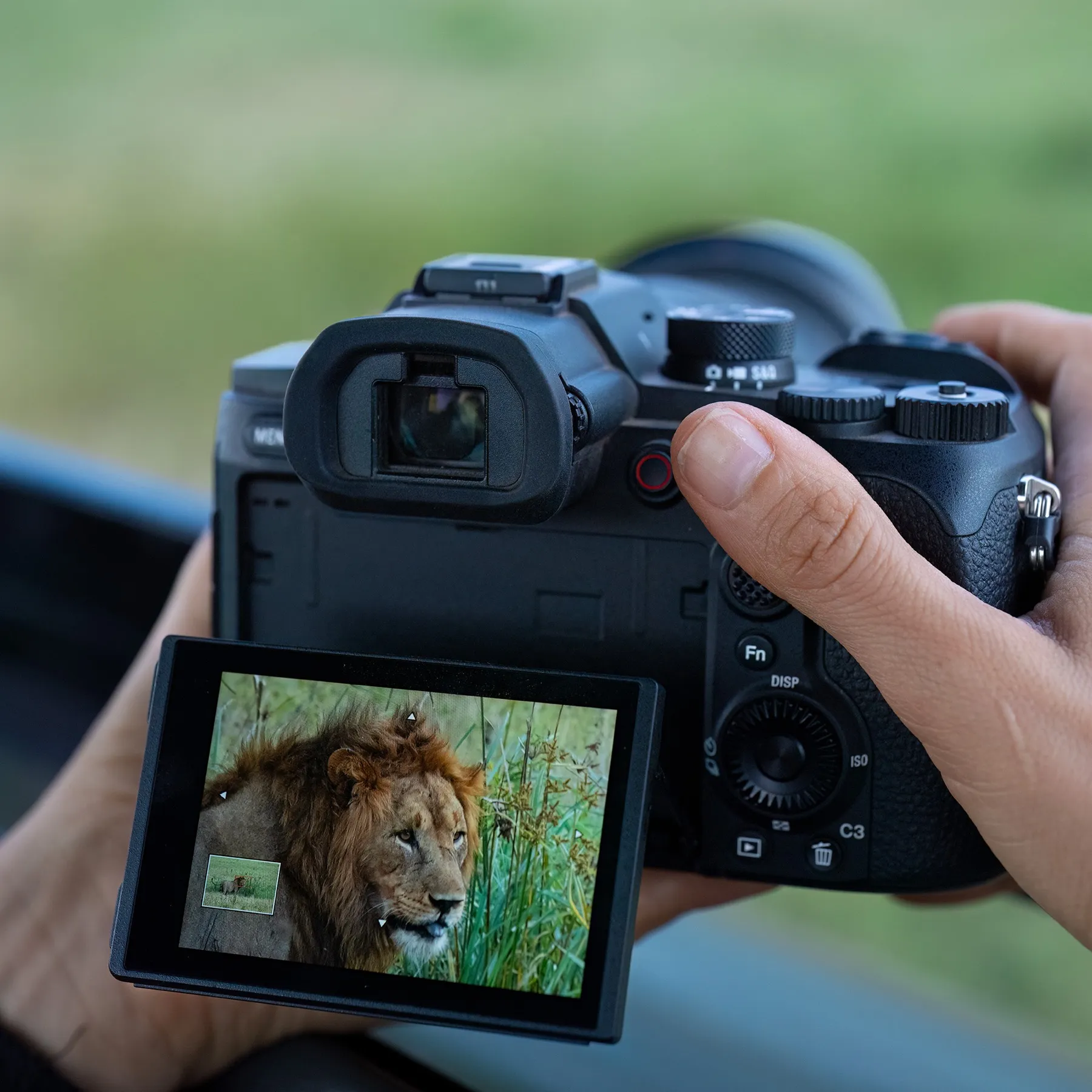 RX10 V na safari — uchylny ekran z podglądem lwa